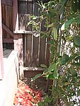 IMG_4952.JPG