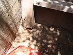 IMG_4955.JPG