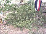 IMG_5575.JPG