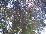 IMG_5585.JPG