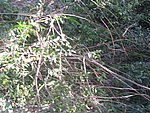 IMG_5594.JPG