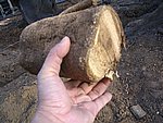 IMG_7175.JPG