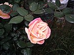 IMG_8558.JPG