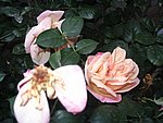 IMG_8559.JPG