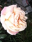 IMG_8560.JPG