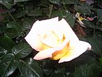 IMG_8566.JPG