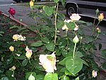 IMG_8567.JPG