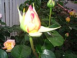 IMG_8568.JPG