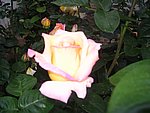 IMG_8569.JPG
