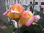IMG_8570.JPG