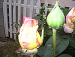 IMG_8571.JPG