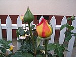 IMG_8572.JPG
