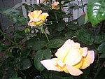 IMG_8575.JPG