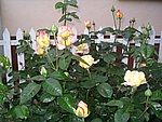 IMG_8576.JPG