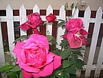 IMG_8577.JPG