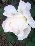IMG_8579.JPG