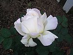 IMG_8580.JPG