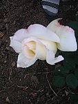 IMG_8581.JPG