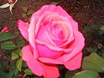 IMG_8582.JPG