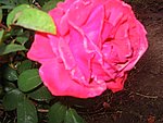 IMG_8583.JPG