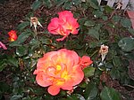 IMG_8584.JPG