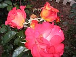 IMG_8585.JPG