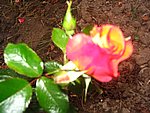 IMG_8586.JPG