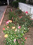IMG_8587.JPG