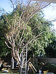 IMG_8681.JPG
