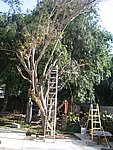 IMG_8683.JPG