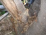 IMG_8693.JPG