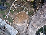 IMG_8742.JPG