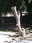 IMG_8787.JPG