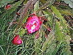 Copy of IMG_8753.JPG