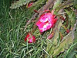 IMG_8755.JPG