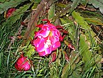 IMG_8757.JPG