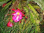IMG_8759.JPG