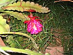 IMG_8762.JPG