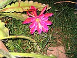 IMG_8768.JPG