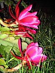 IMG_8769.JPG