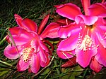 IMG_8772.JPG
