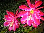 IMG_8773.JPG