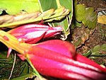 IMG_8776.JPG