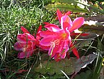 IMG_8779.JPG