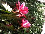IMG_8782.JPG