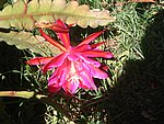 IMG_8785.JPG