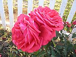 IMG_8794.JPG