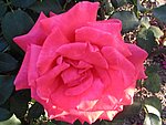 IMG_8796.JPG