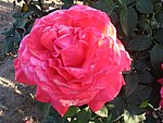 IMG_8797.JPG