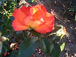 IMG_8798.JPG